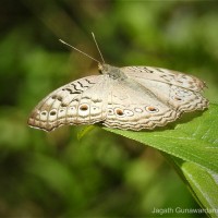 Junonia atlites Linnaeus, 1758